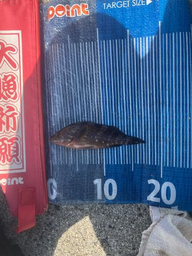 ハタの釣果