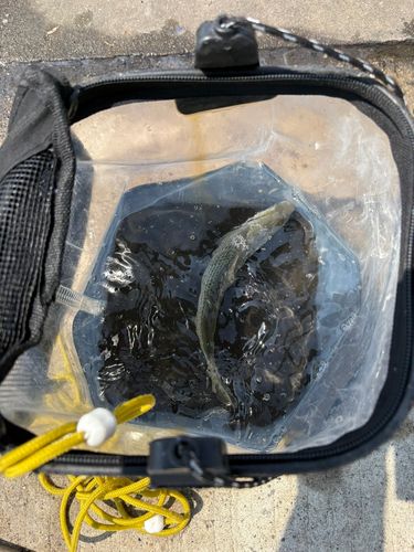 コノシロの釣果