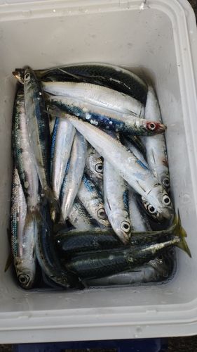 イワシの釣果