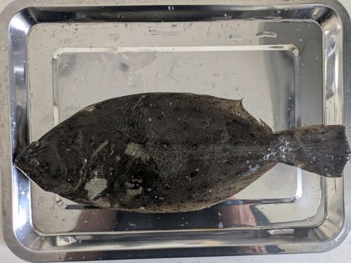 ヒラメの釣果