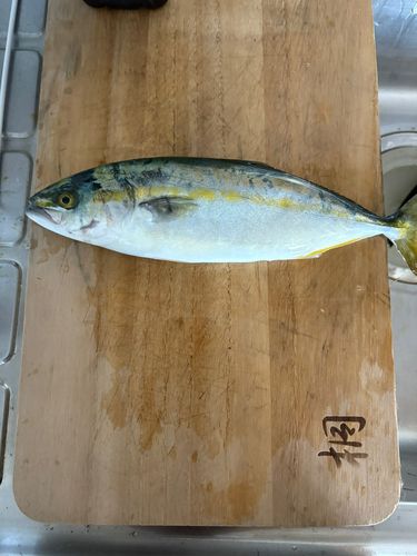 フクラギの釣果