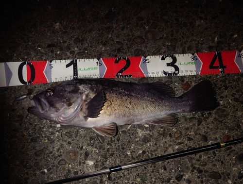 クロソイの釣果