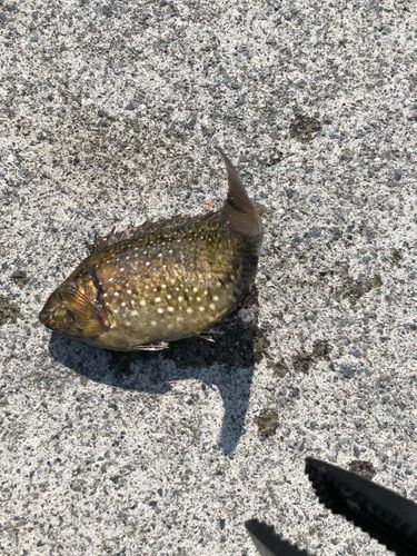 アイゴの釣果