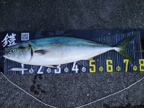 ワラサの釣果
