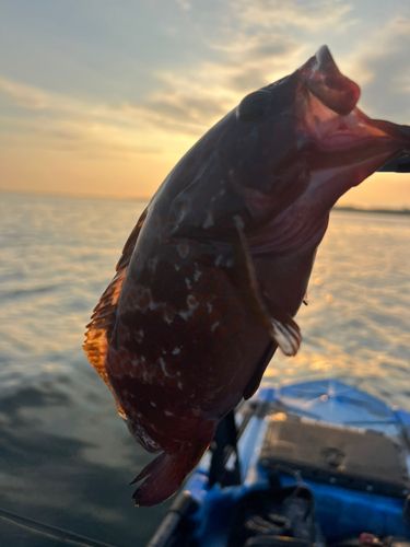 キジハタの釣果