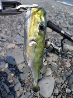 シロサバフグの釣果