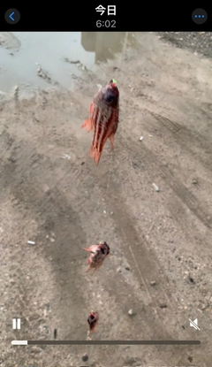 ヒラテンジクダイの釣果