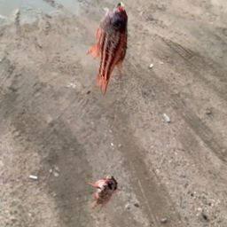 ヒラテンジクダイ