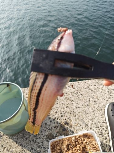 キュウセンの釣果