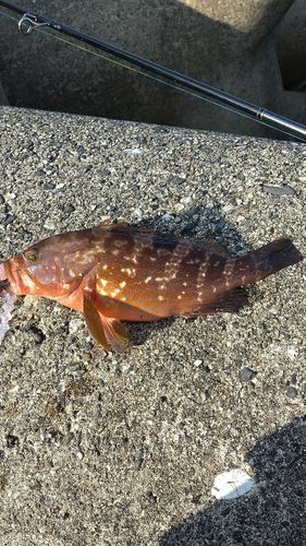 キジハタの釣果