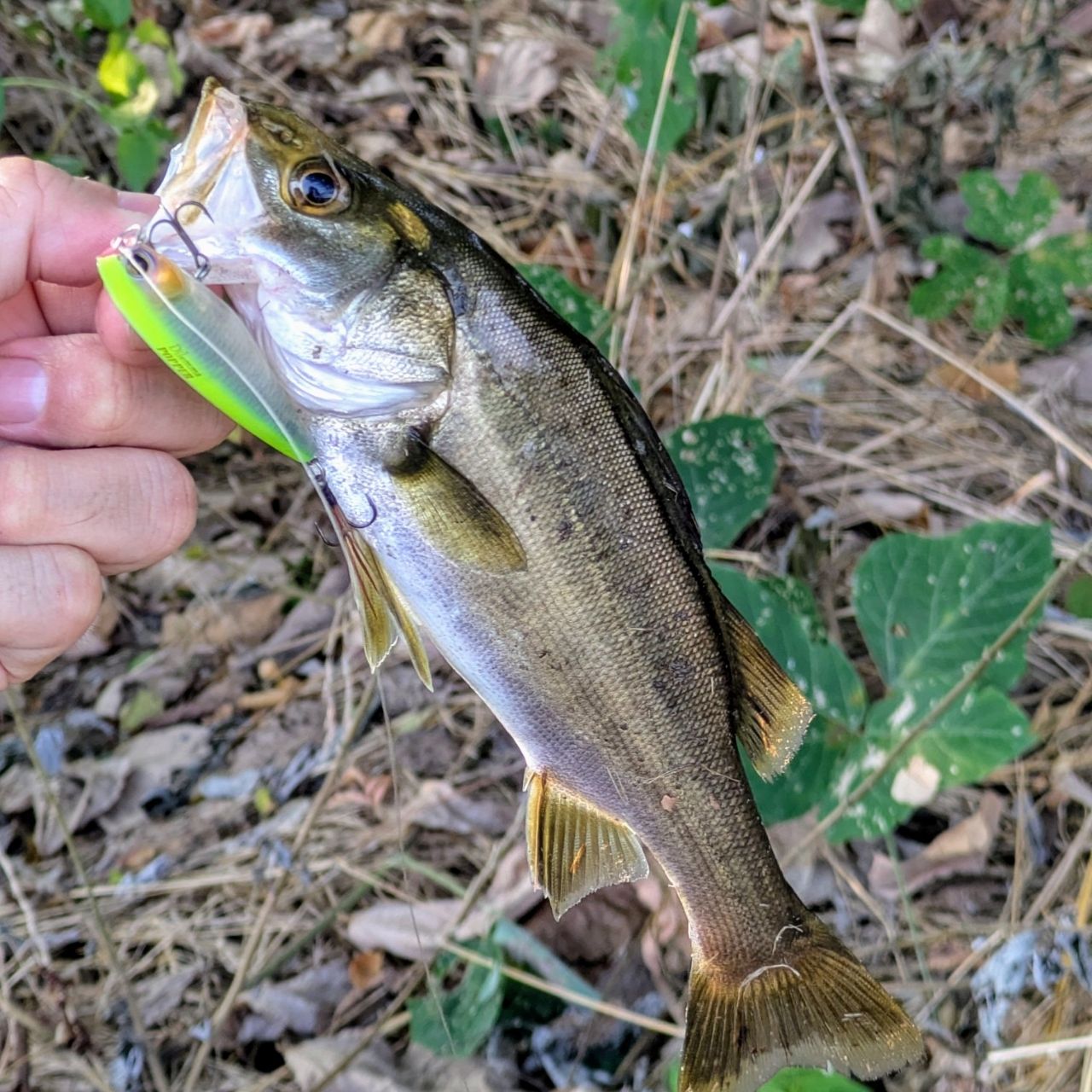 セイゴ（タイリクスズキ）