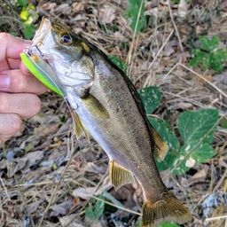 セイゴ（タイリクスズキ）