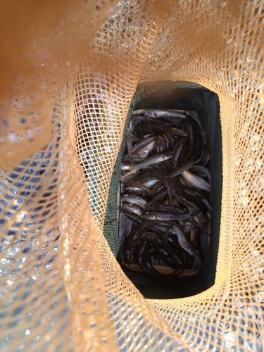 ハゼの釣果