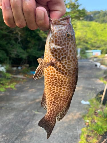 シオの釣果