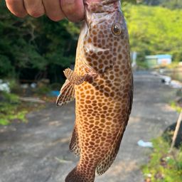 シオ