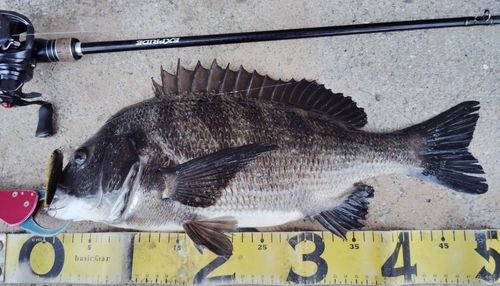 チヌの釣果