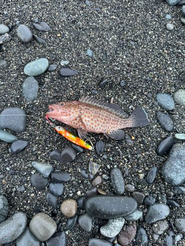 オオモンハタの釣果