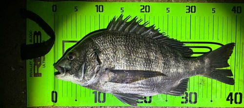 クロダイの釣果