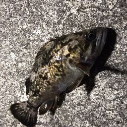 クロソイ