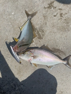 ショゴの釣果