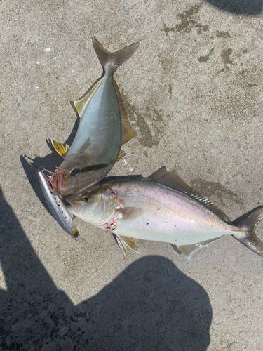 ショゴの釣果