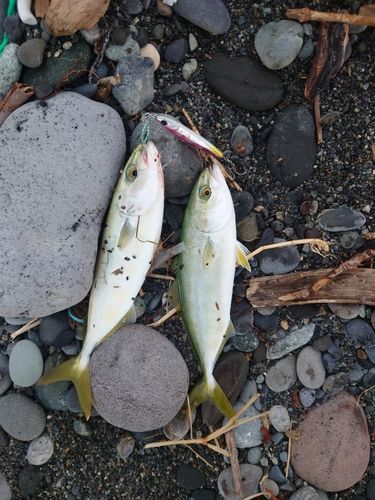 ワカシの釣果