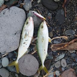 ワカシ