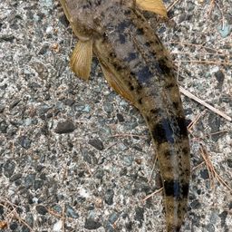 マゴチ