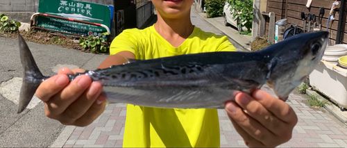 ソウダガツオの釣果