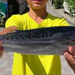 ソウダガツオ