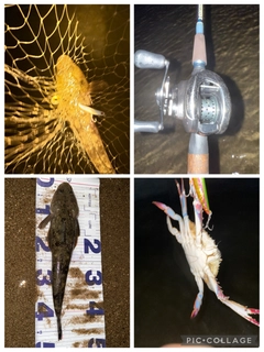 マゴチの釣果