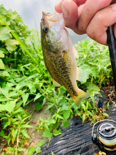 ラージマウスバスの釣果