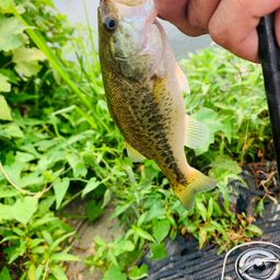 ラージマウスバス