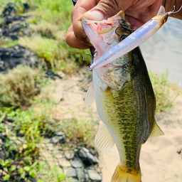 ラージマウスバス