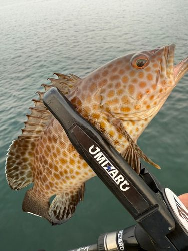 オオモンハタの釣果