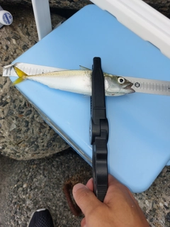 サバの釣果