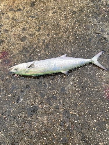 サゴシの釣果
