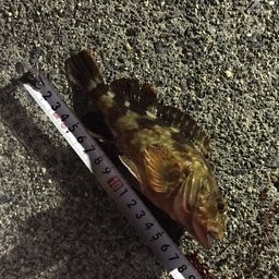 カサゴ