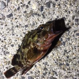 カサゴ