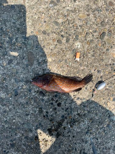 カサゴの釣果
