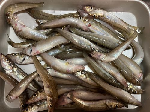 シロギスの釣果