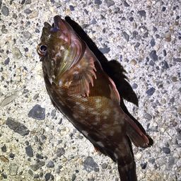 カサゴ