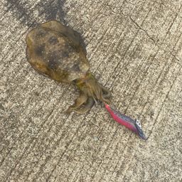 アオリイカ