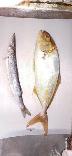 ネリゴの釣果