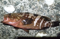 アコウの釣果