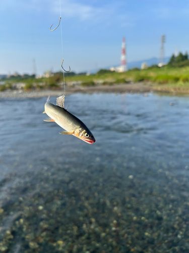 アユの釣果