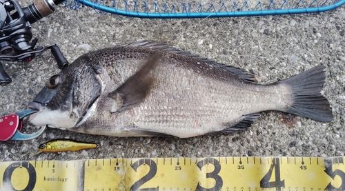 チヌの釣果