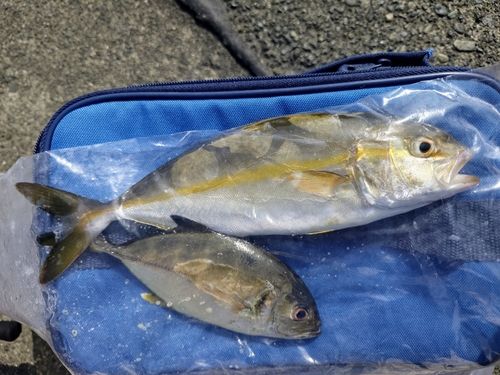 ショゴの釣果