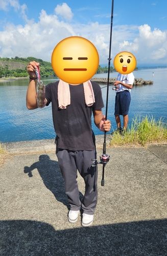ミズイカの釣果