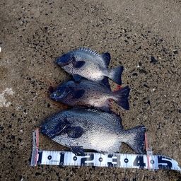 イシガキダイ
